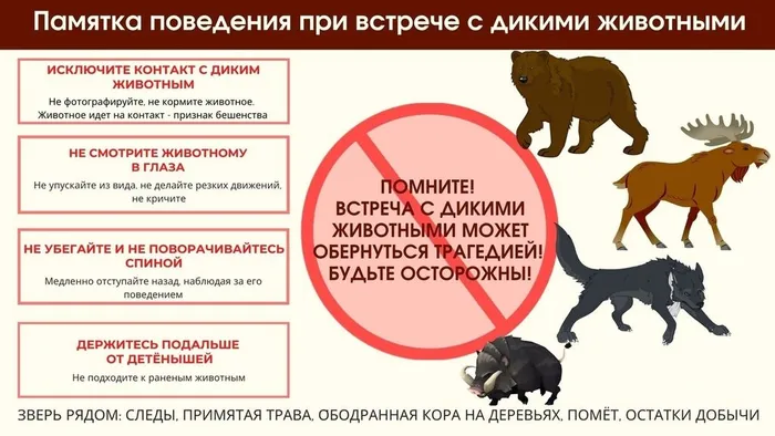 chto-delat-kogda-vstretil-dikoe-zhivotnoe_1633430914371936696__2000x2000